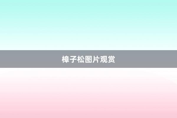 樟子松图片观赏