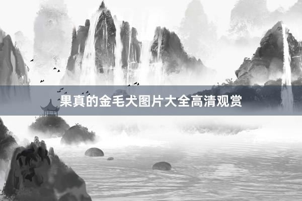 果真的金毛犬图片大全高清观赏